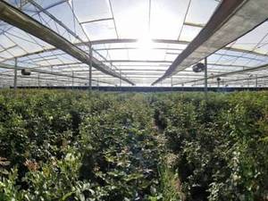 بهتری گلخانه گل رز در مشهد