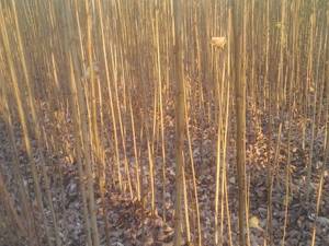 خرید و قیمت نهال صنوبر نیگرا در میاندوآب 