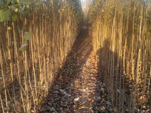 خرید و قیمت نهال صنوبر نیگرا در میاندوآب 