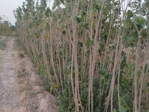 فروش نهال توت سفید و قرمز در آذربایجان غربی