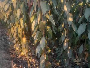 خرید نهال گیلاس و آلبالو قیمت مناسب در تبریز