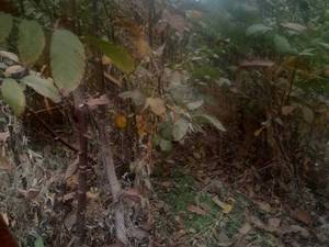 خرید عمده نهال گردو ژنوتیپ در میاندوآب