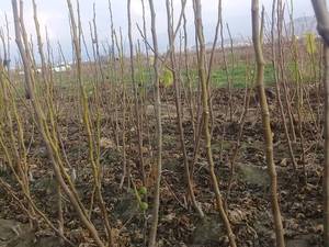 خرید عمده نهال انجیر با کیفیت در میاندوآب