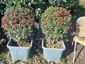 خرید سیکاس بزرگ برای ویلا در تنکابن