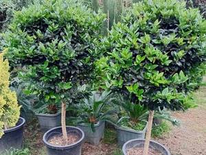 طراحی محوطه و فضای سبز در رامسر