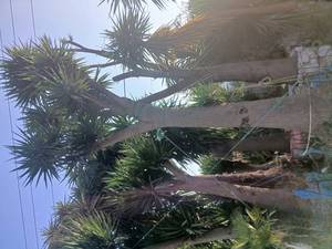 طراحی محوطه و فضای سبز در رامسر