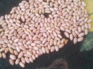 قیمت بادام زمینی بدون پوست شور در رشت