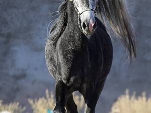 خرید و قیمت اسب اصیل مشکی در کرمان