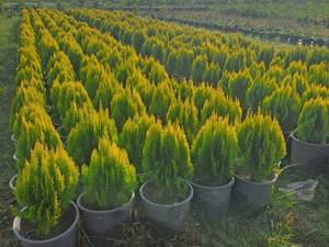 بهترین سایت گل و گیاه با ارسال رایگان