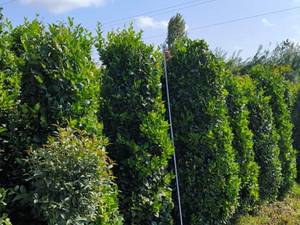 خرید اینترنتی گل و گیاه آپارتمانی ارزان