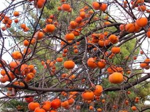 خرید نهال خرمالو گوجه ای در ارومیه