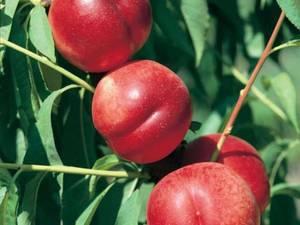 خرید نهال شلیل رد گلد در میاندواب