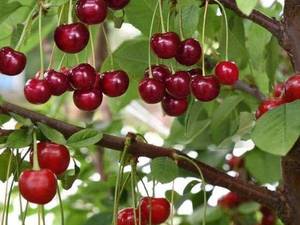 نهال آلبالو گوشواره‌ای در مهاباد