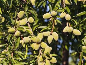 نهال بادام تونو میاندواب