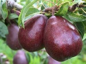 خرید نهال گلابی قرمز در آذربایجان غربی