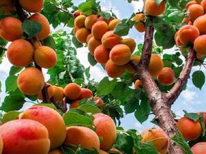 بهترین نهال زردالو برای مناطق سردسیر