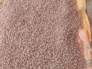 خرید بادام بو داده درجه یک  در زنجان