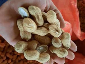 غلاف شکنی پیله بادام زمینی تازه  در کرمان