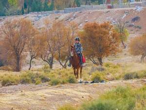 گشت سوارکاری در شیراز