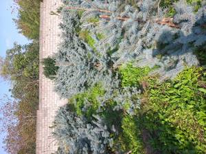 مرکز فروش کاج نوئل آبی در تهران