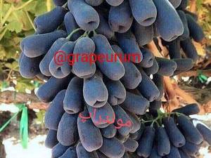 نهال انگور موندراپ در ارومیه