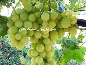 خرید نهال انگور سیدلس در اشنویه