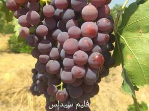 قیمت نهال انگور فلیم سیدلس در ارومیه