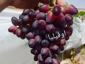 خرید نهال انگور اوفیلیا در آذربایجان غربی