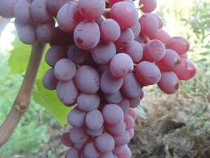 نهال انگور بیدانه قرمز ارومیه