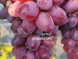 فروش نهال انگور کریمسون در تبریز