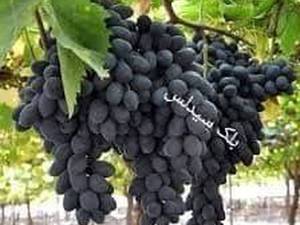 نهال انگور بلک سیدلس در همدان
