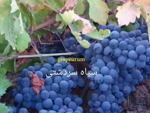 نهال انگور سیاه سردشت در سلماس