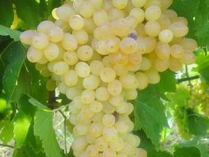 قیمت نهال انگور بیدانه سفید در نقده