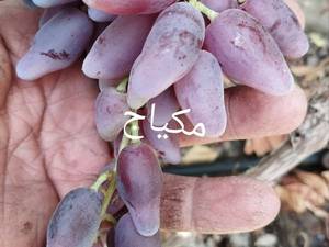 قیمت نهال انگور مکیاج در سلماس