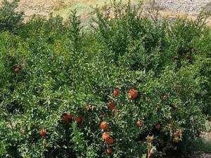 سفارش انار ماریا درجه یک برای بازار سردشت