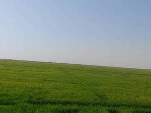 پخش برنج مجلی جنوبی در اهواز