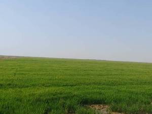 پخش برنج مجلی جنوبی در اهواز