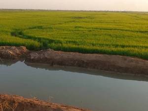 کارخانه تولیدی برنج در اهواز