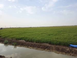 خرید برنج عنبربو در اهواز