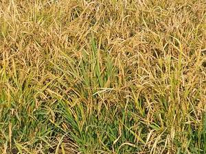 کارخونه برنجکوبی در هواز