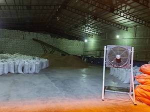 تولیدی برنج عنبربو در اهواز