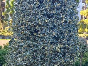 خرید و قیمت گیاه ایلکس پیوندی در نوشهر