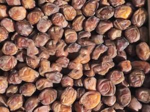 خرید خرما پیارم درجه یک در شیراز