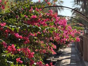 اقامتگاه بوم گردی حرفه ای شهداد عکسها