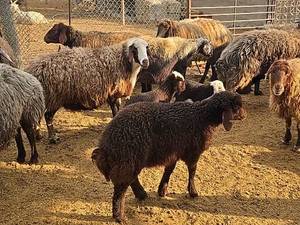 مرکز فروش گوسفندان در اصفهان