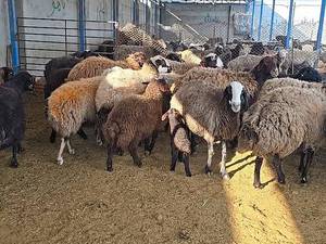 فروش قوچ و میش بزغاله در اصفهان