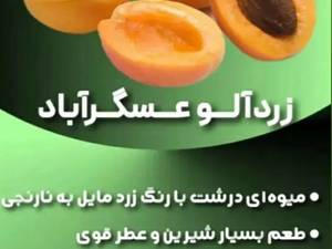 خرید و قیمت نهال زردآلو عسگرآباد در میاندوآب