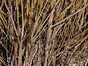 خرید و قیمت نهال گردو ژنوتیپ در ارومیه