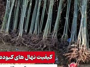 خرید و قیمت نهال کبوده در آذربایجان غربی