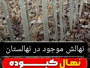 خرید و قیمت نهال کبوده در آذربایجان غربی